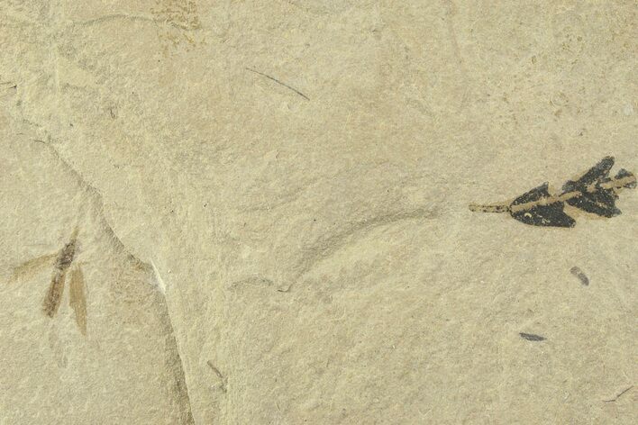 Fossil Balloon Vine (Cardiospermum) Leaf with Fly - Utah #360313